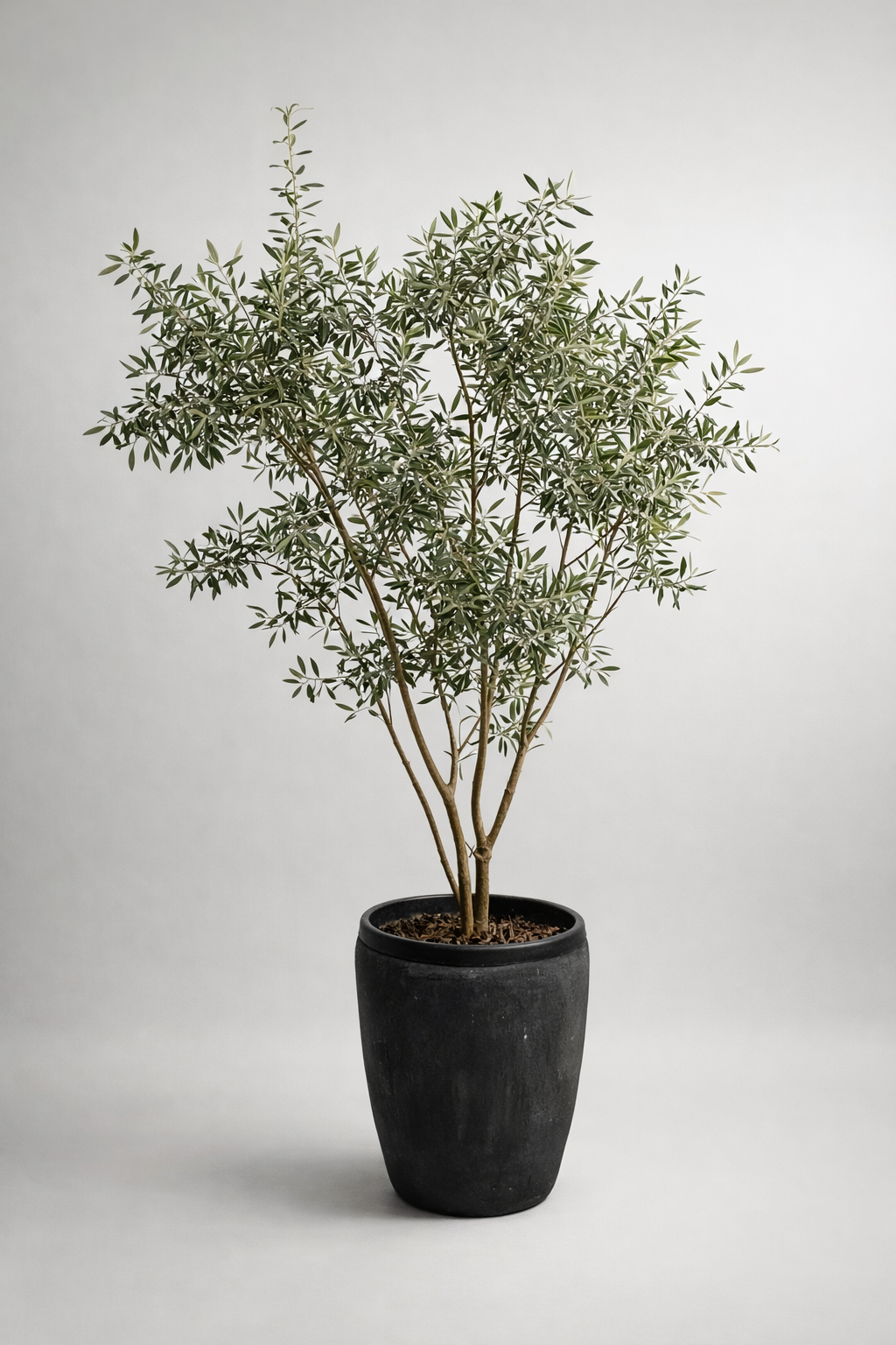 Zeytin Ağacı